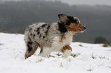 BERGER AUSTRALIEN PUPPIES 523